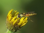 Sirfide su fiore