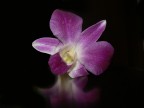 fiore ...