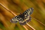 Zerynthia polyxena