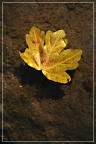 Autunno nei rigagnoli 3
