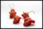 Peperoncini