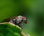 BUBBLE FLY