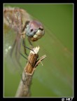 il dottore visita il paziente... strumenti di lavoro s7000 e raynox dcr-250 massima chiusura del diaframma, mano libera...scatto in raw