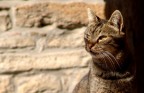 gatto