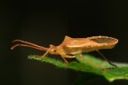 Cimice