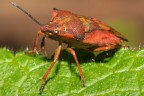 Cimice rossiccia.