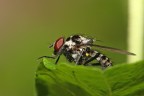 EOS 20D + Canon 100mm f2.8 L
TV 1/250
AV f13
ISO 100
Naturalmente MF
Colpettino di flash