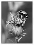::: L'ULTIMA COCCINELLA :::