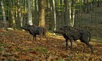 Animali Terrestri