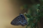Farfalla