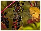 Aeshna Cyanea