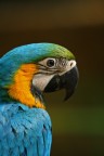 mi piacevano molto i colori  
di questo simpatico uccello