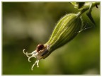 coccinella