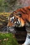 dal bioparco di roma