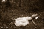 la morte dell'angelo