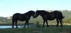 amore equino