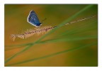 Linealare