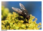 Mosca