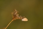canon 300mm, f 5,6, 1/400 sec., -2/3EV, mano libera, luce naturale.