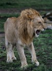 leone_1