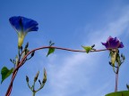 Viens  ici ma douce fleur.JPG