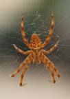 spider red