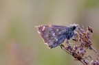 Esperide della malva
