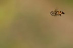 In Volo