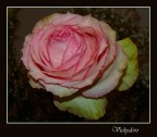 Rosa ...