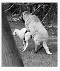 questa foto  stata scattata che era quasi sera e in una frazione di secondo... la pecorella era indecisa, e ho aspettato pi di un ora che avvenisse il fattaccio.