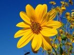 Primavera d'autunno