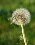 Dai, soffia...