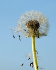 Soffia ancora...
