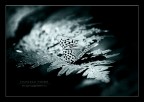 butterfly ice