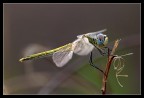 La mia prima libellula