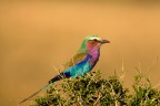 lilac-breasted roller (caracias caudata)