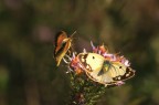 Colias crocea (f. Helice) Corteggiamento 2