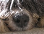 15 anni insieme ciao ciccio mio sei stato meglio di qualunque umano