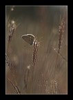 in un campo di ....