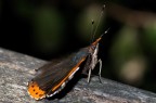 Vanessa atalanta