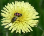 (apologo a sfondo politico; ciascuno lo legga come crede).
DMC FZ30, f/7.1, 1/500 sec, ISO 80, lungh. foc. 390 mm equiv., lente addizionale ma non ricordo se +1 o +2; 1/5/07 ore 15:02