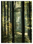 Nel bosco