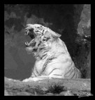 Tigre del Bengala