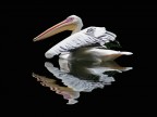 pellicano