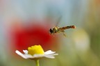 Insetti in Volo (12 Foto)