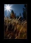 Day Star