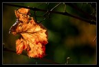 L'autunno