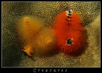 Creatures