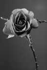 Una rosa Una rosa