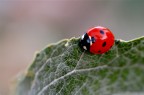 CocciBella